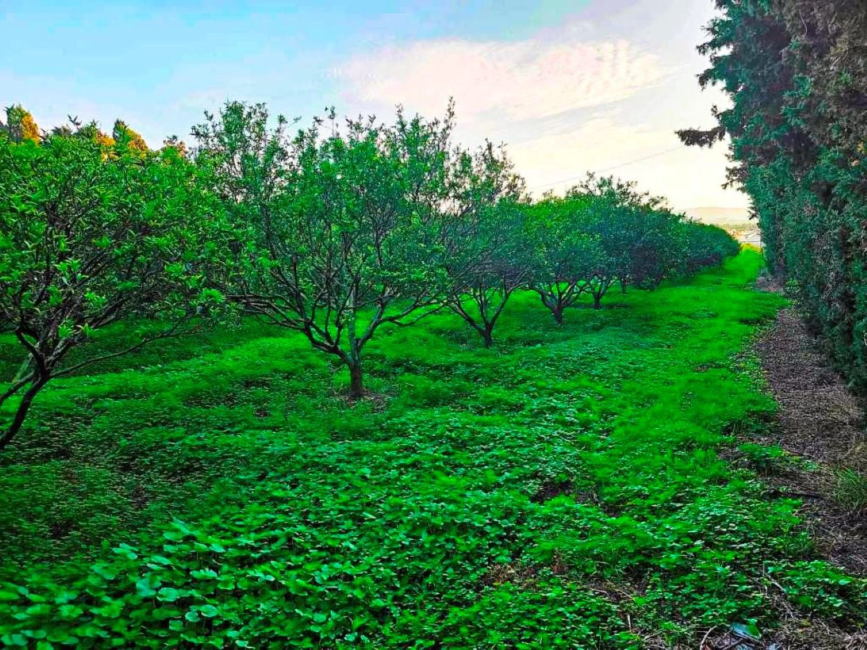 Ras Jebel Rafraf Terrain Terrain agricole Terrain 3700 m2 a sounine rafraf