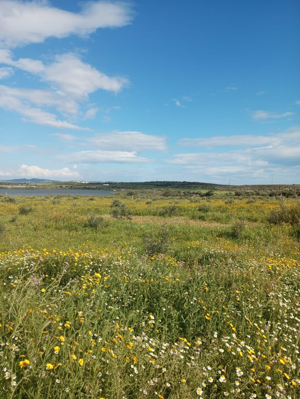 Hammamet Hammamet Terrain Terrain agricole Av 4000m  hammamet sud