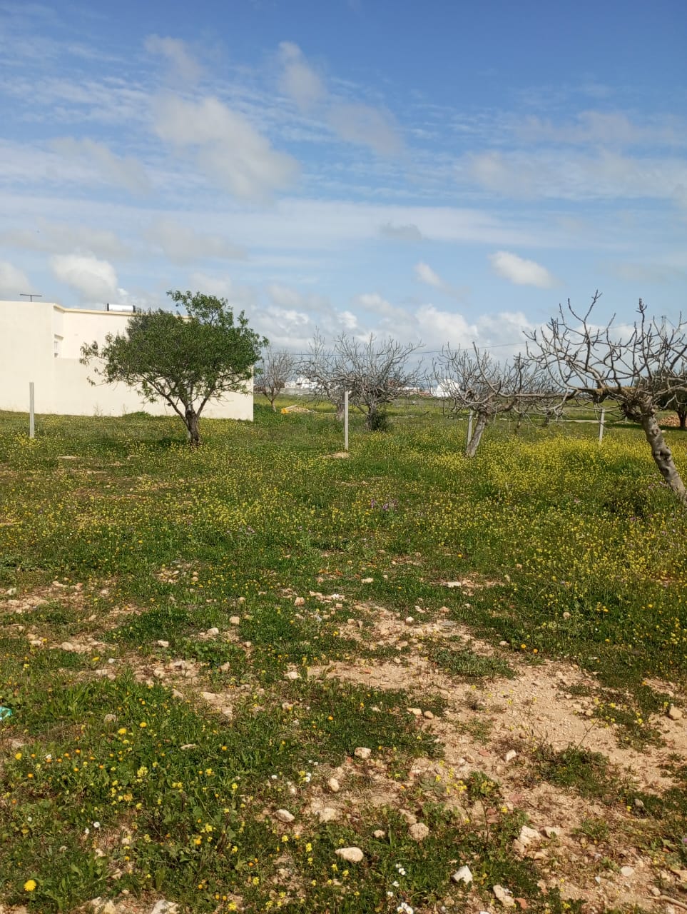 Hammamet&nbsp;Hammamet&nbsp;Terrain&nbsp;Terrain nu&nbsp;Av 250m loin 1km de la mer � hammamet sud