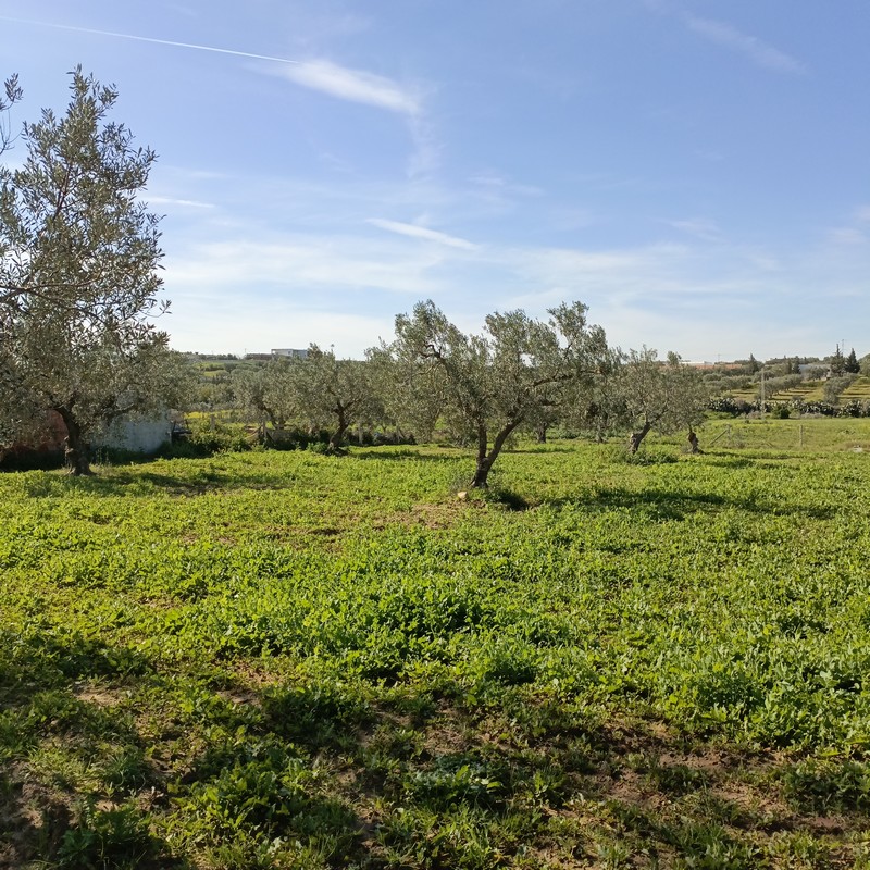 Hammamet&nbsp;Hammamet&nbsp;Terrain&nbsp;Terrain nu&nbsp;Av terrain 1680m � monchar hammamet sud