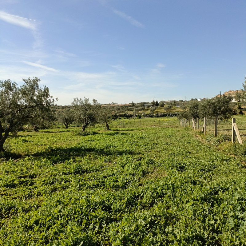 Hammamet&nbsp;Hammamet&nbsp;Terrain&nbsp;Terrain nu&nbsp;Av terrain 1680m � monchar hammamet sud