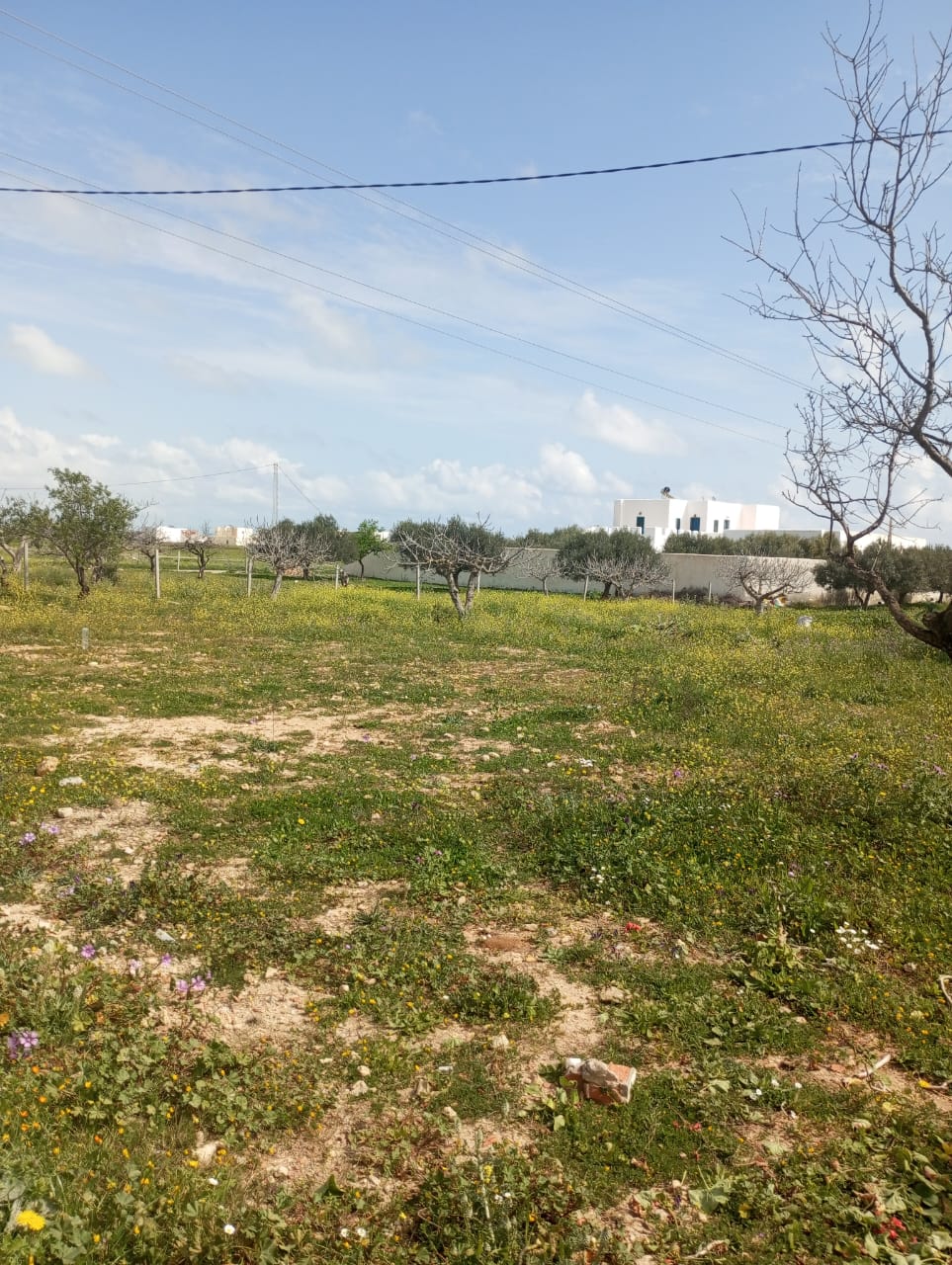 Hammamet&nbsp;Hammamet&nbsp;Terrain&nbsp;Terrain nu&nbsp;Av terrain 250m loin 1km de la mer � hammamet sud