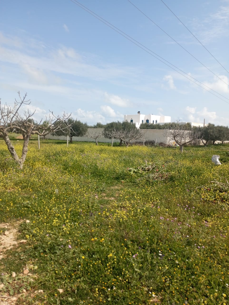 Hammamet&nbsp;Hammamet&nbsp;Terrain&nbsp;Terrain nu&nbsp;Av terrain 250m loin 1km de la mer � hammamet sud