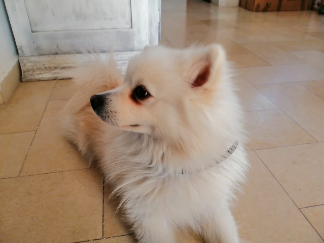 Chiens Autre