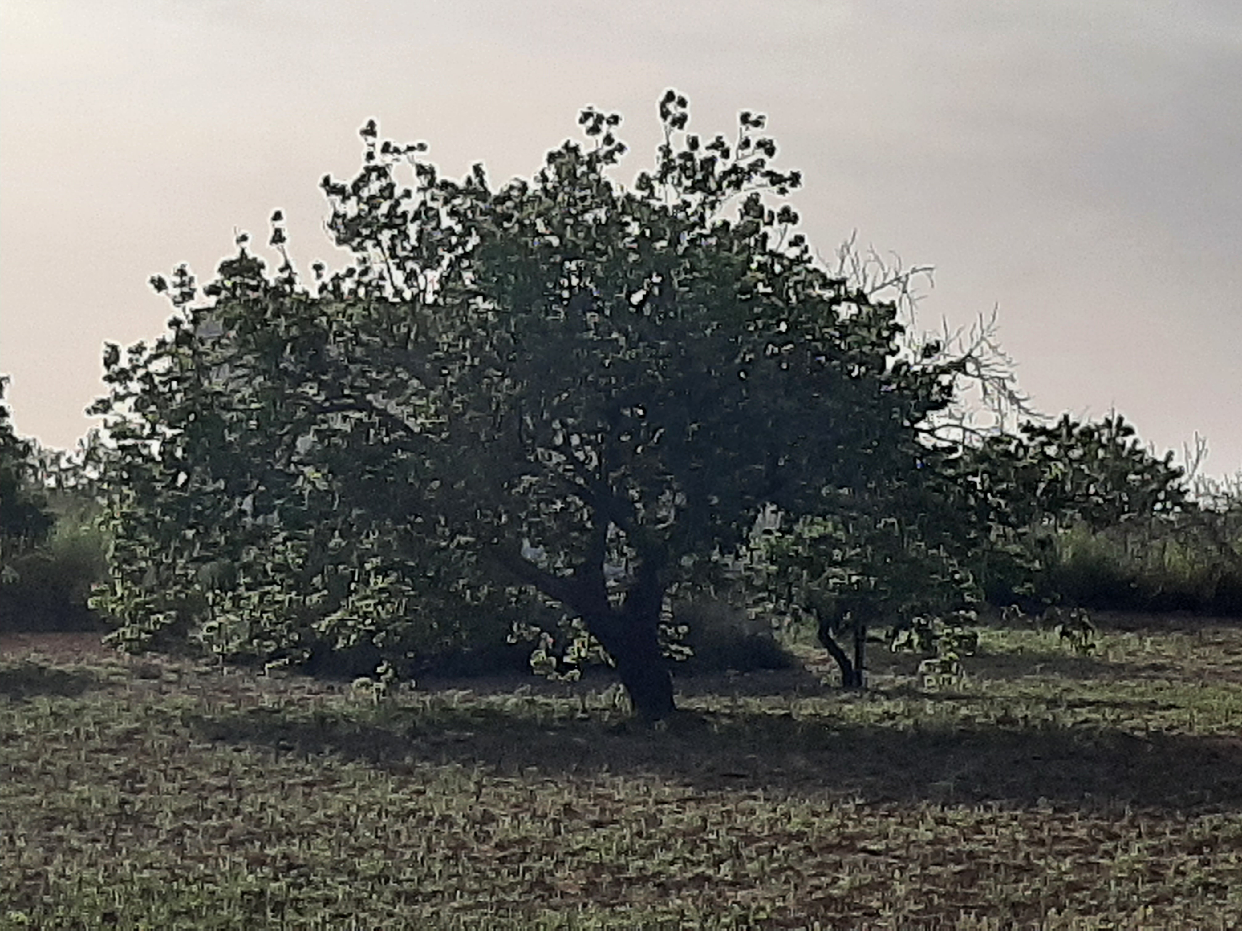 Terrain Terrain agricole