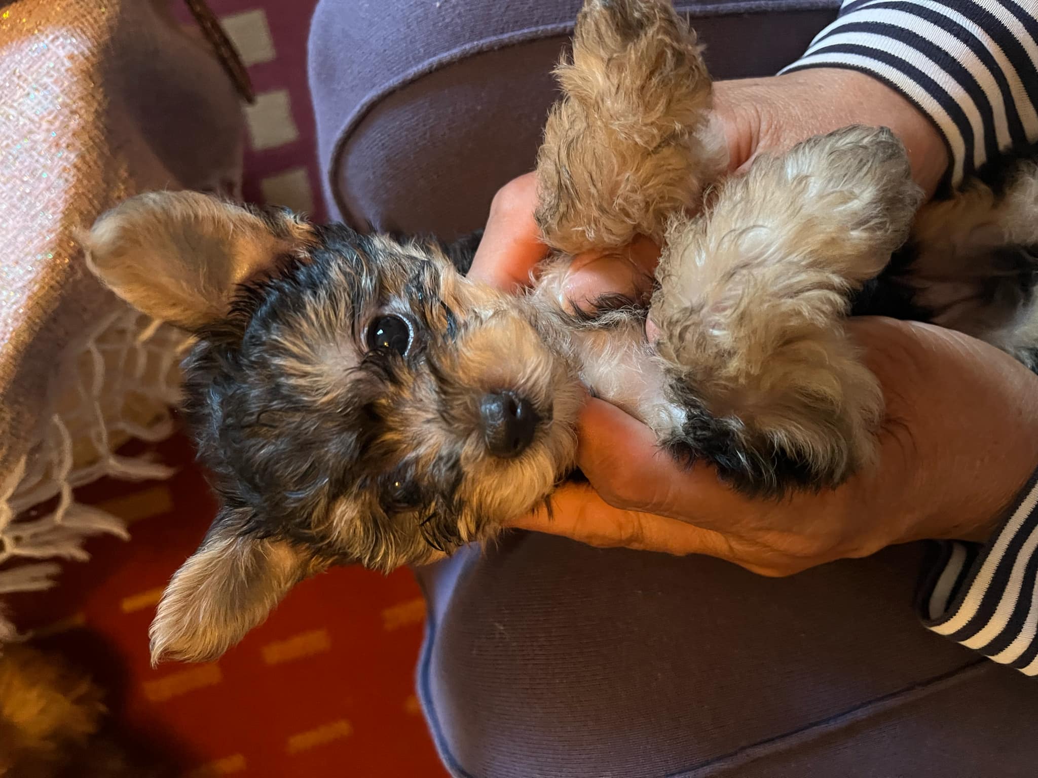 La Marsa Marsa Safsaf Chiens Autre Chien yorkshire