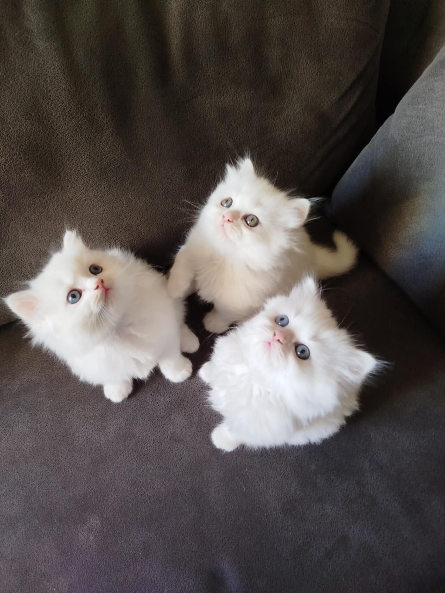 Mnihla Jardins d'el Menzah Chats Autre Chatons persans