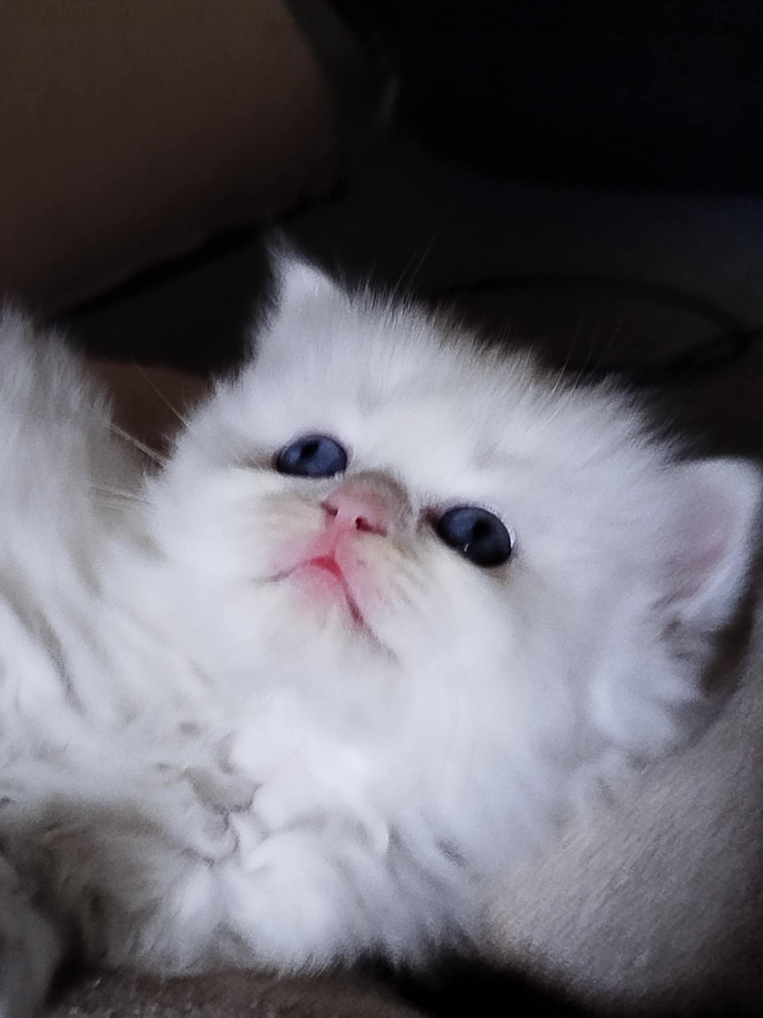 Chats Autre