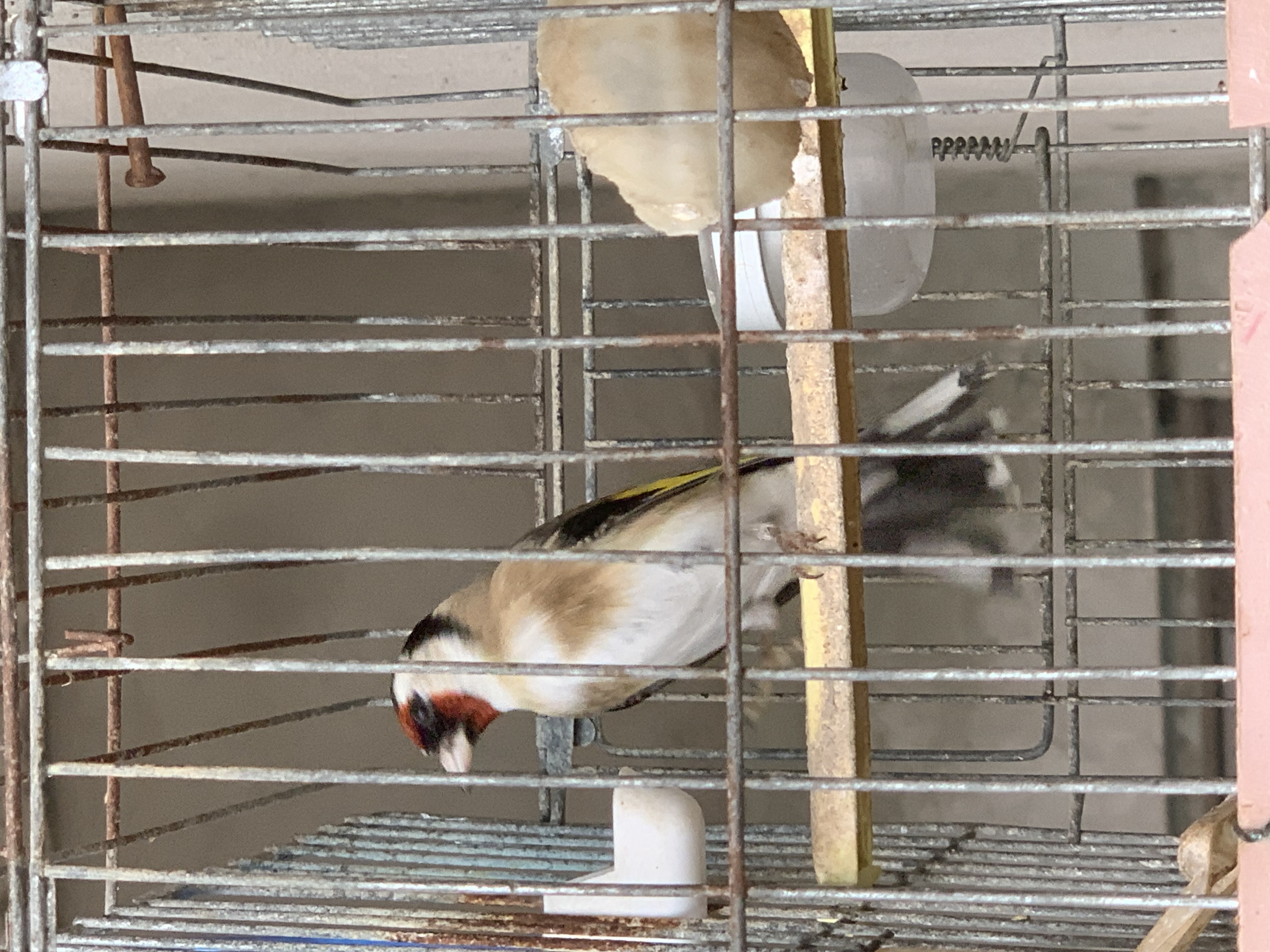 Oiseaux Autre