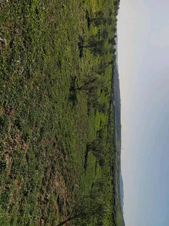 Hammamet Hammamet Terrain Terrain agricole Av terrain 7800m avec oliviers  hammamet sud