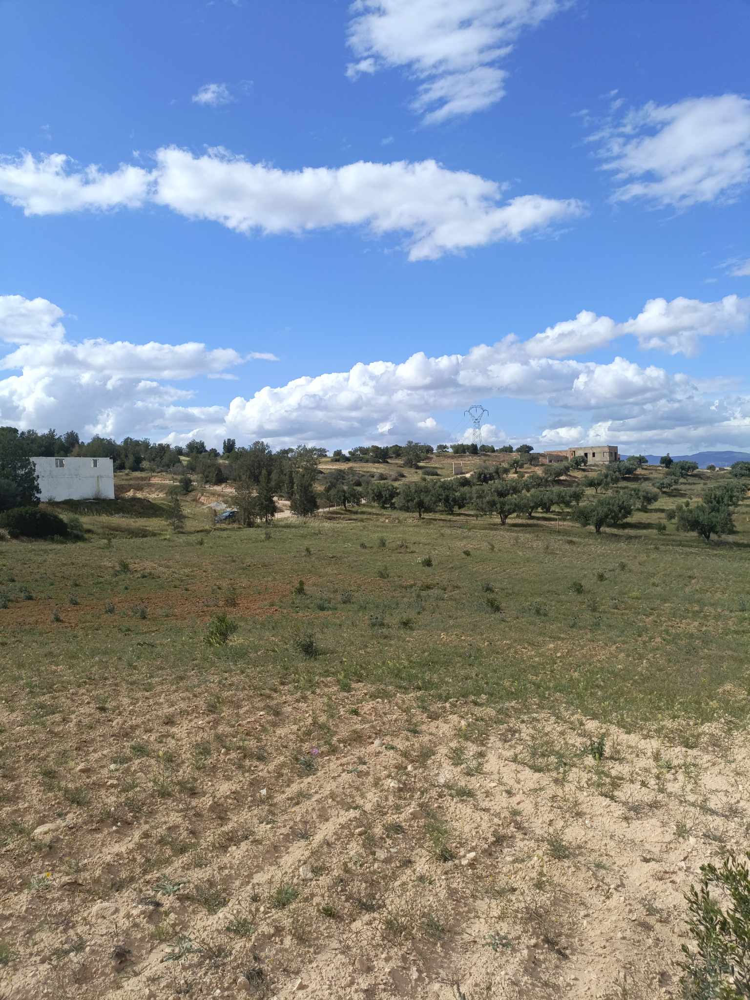 Hammam Zriba Bou Achir Terrain Terrain agricole Av 4100m cltur  zaghouan