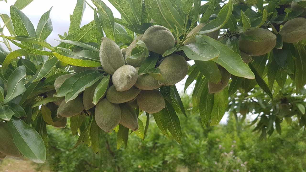 Mornag Mornag Autre Autre Takdhira louz mazoutou
