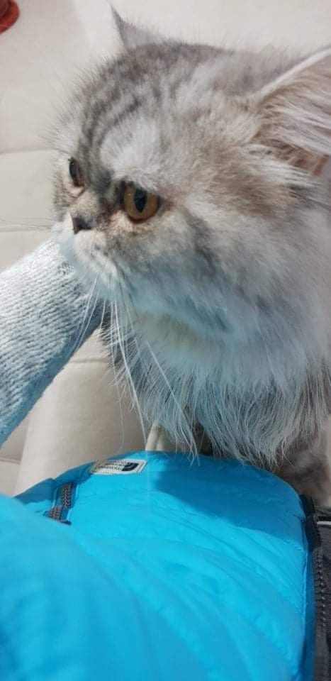 Monastir Monastir Chats Autre Chat persan trs calme et mignon avec son matriel