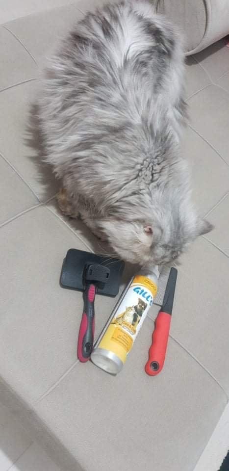Monastir Monastir Chats Autre Chat persan trs calme et mignon avec son matriel