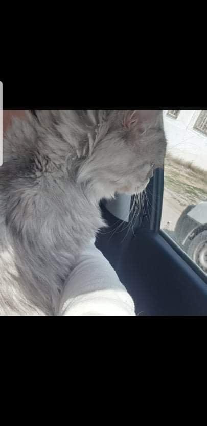 Monastir Monastir Chats Autre Chat persan trs calme et mignon avec son matriel