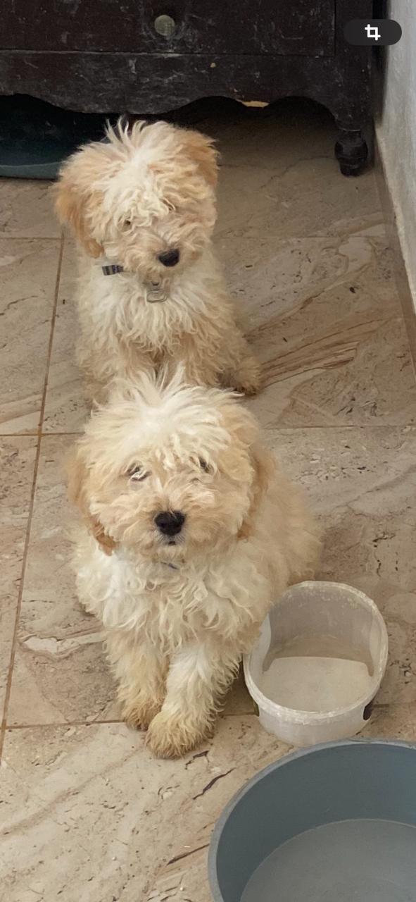 Chiens Autre