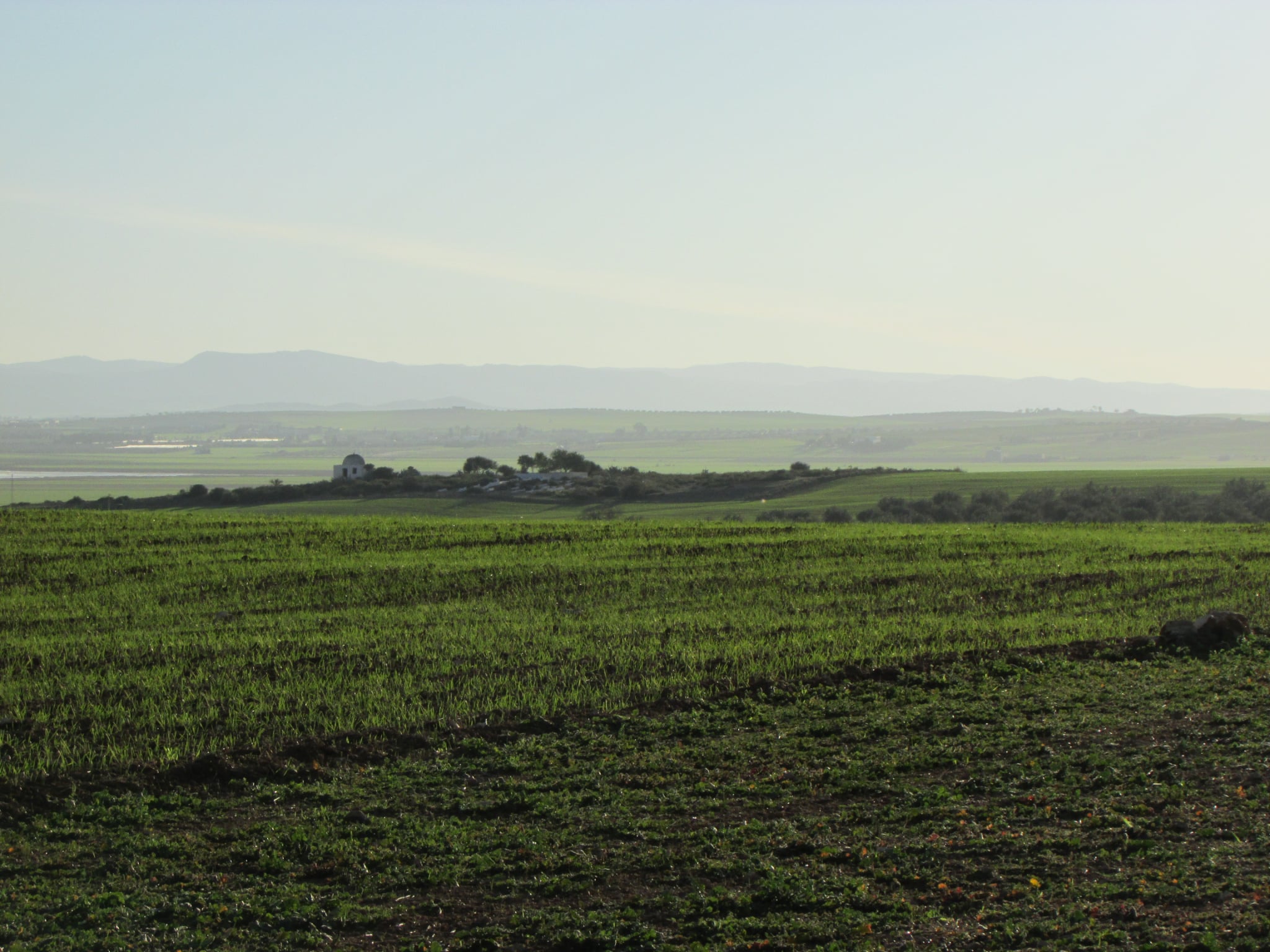 Bir Mcherga Boucha Terrain Terrain agricole 40 hectares  pour la plantation d'oliviers