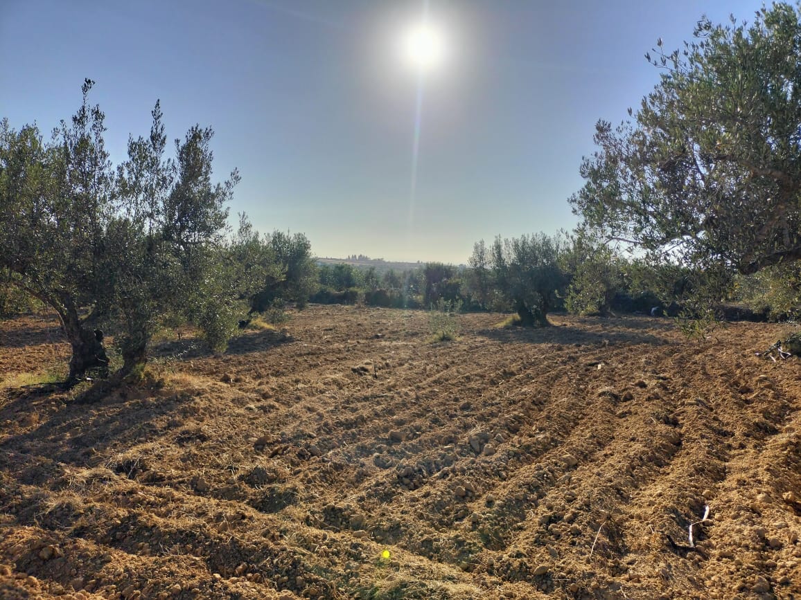 Kalaa El Kebira Kalaa El Kebira Terrain Terrain agricole Terrain fertile  kala kbira