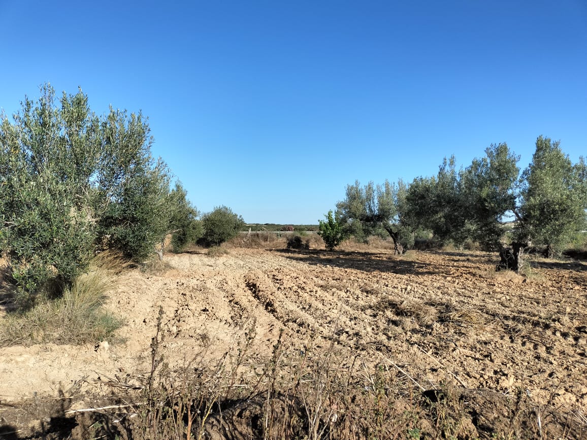 Kalaa El Kebira Kalaa El Kebira Terrain Terrain agricole Terrain fertile  kala kbira