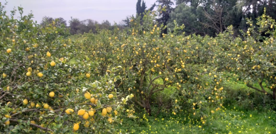 Hammamet Bir Bouregba Terrain Terrain agricole 3 hectars agrumes
