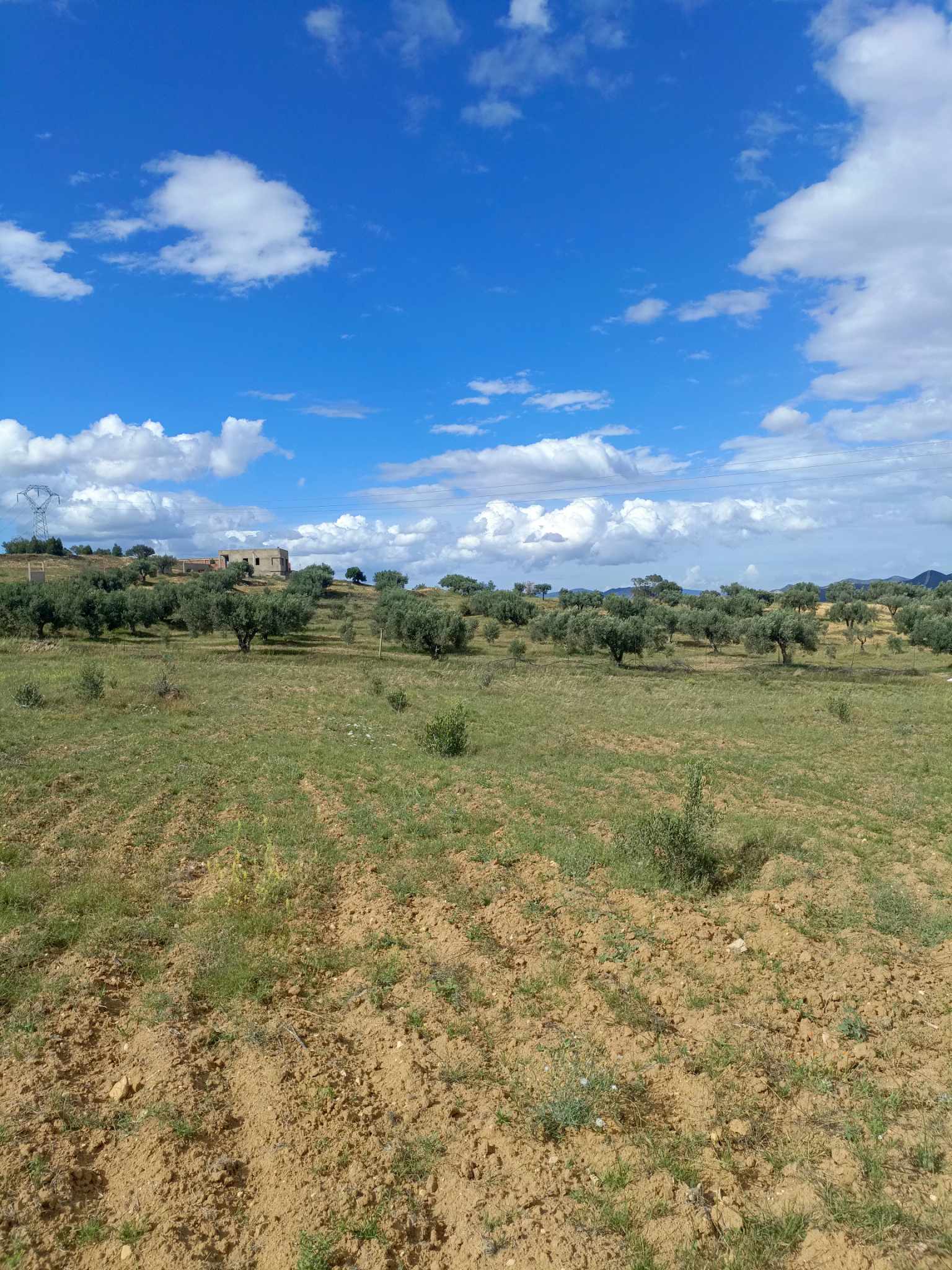 Hammam Zriba Bou Achir Terrain Terrain agricole Av terrain 4100m  zaghouan 99958728