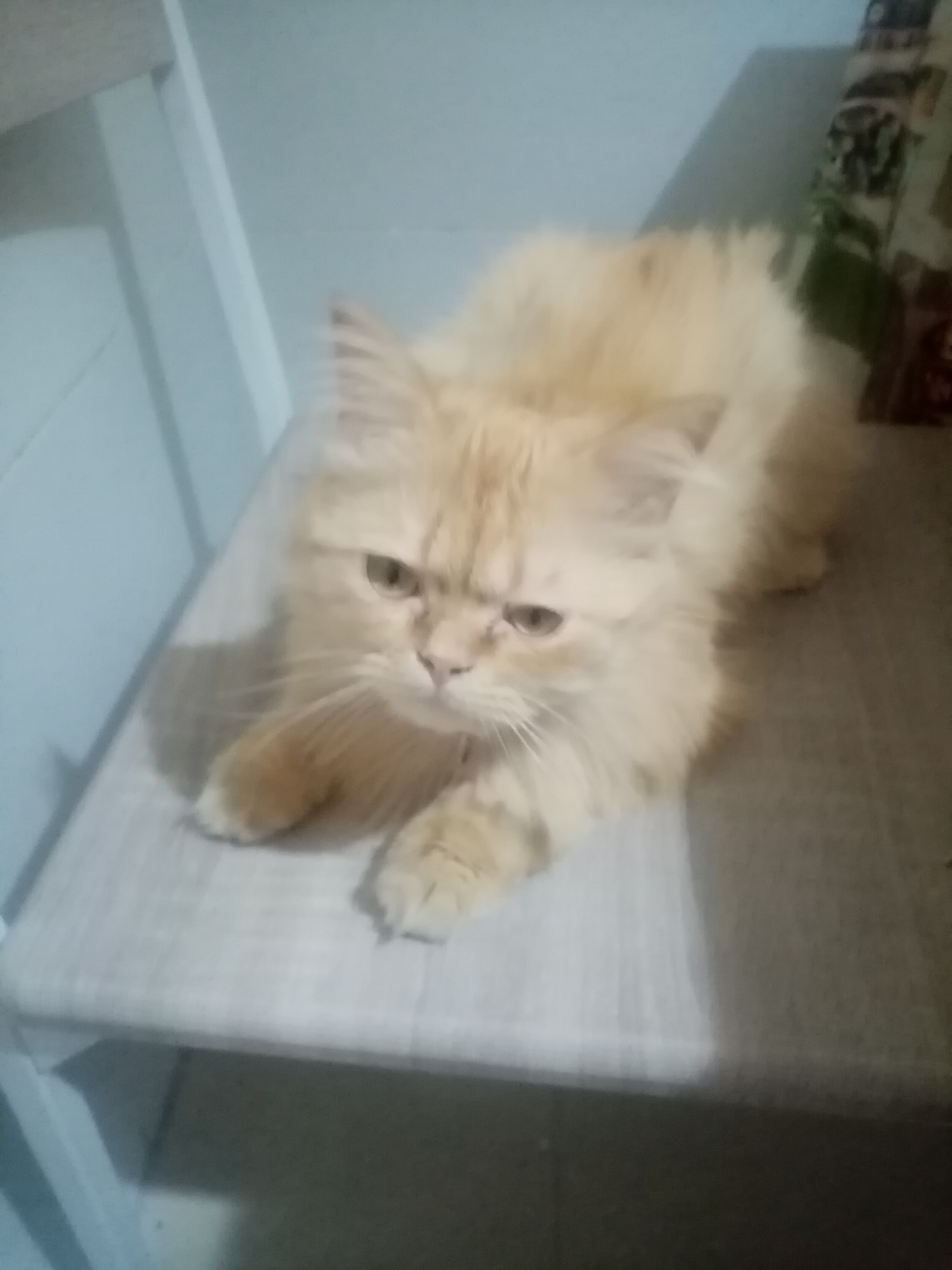 Chats Autre