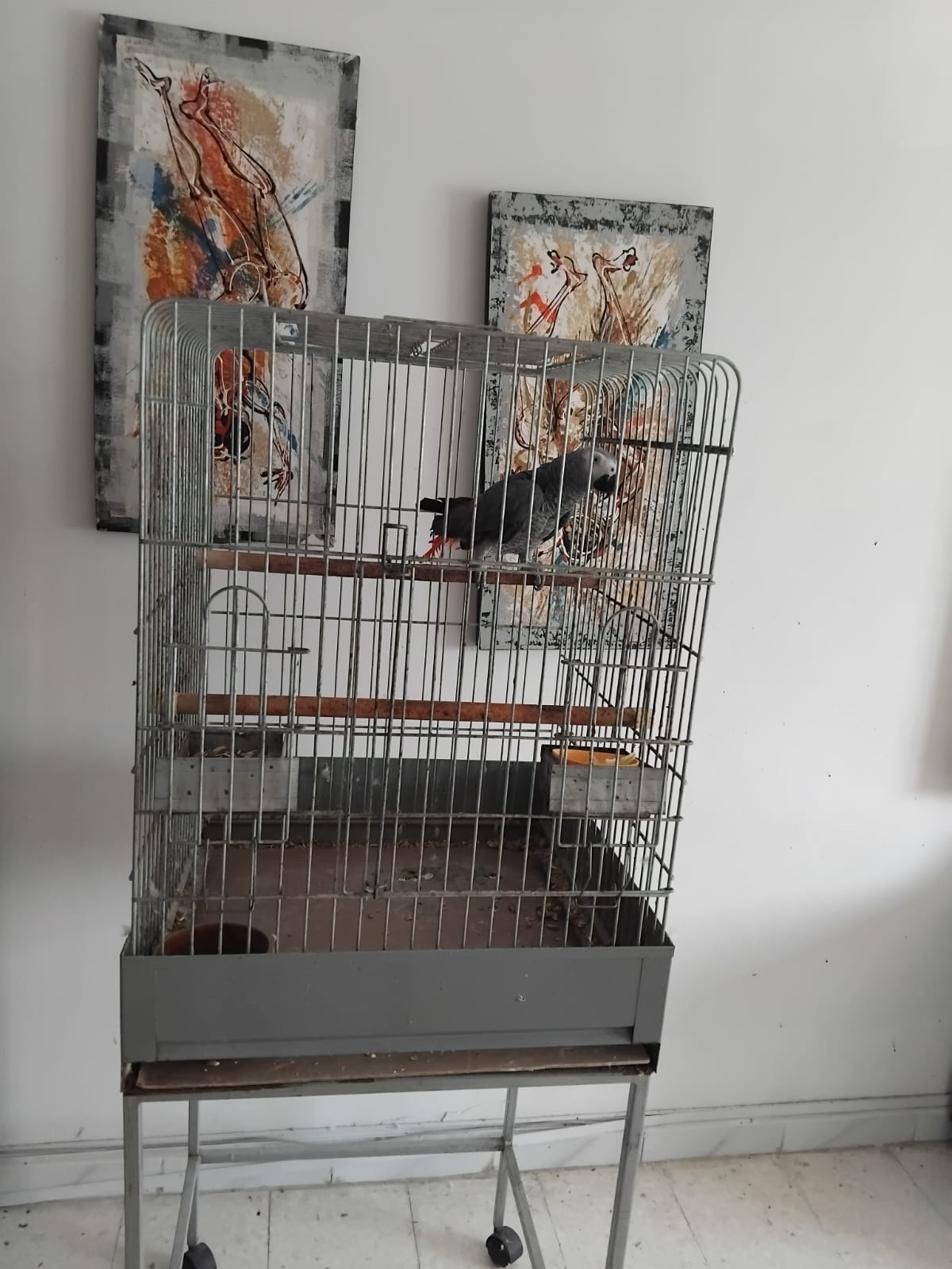 Oiseaux Autre