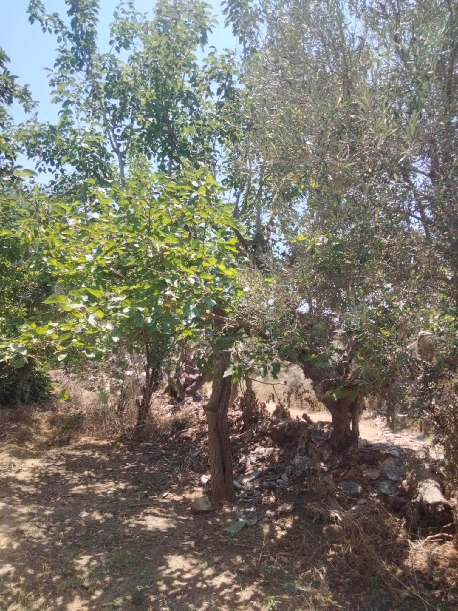 Dar Chaabane Elfehri Dar Chaabane Elfehri Vente Surfaces Senia verger de 700m2