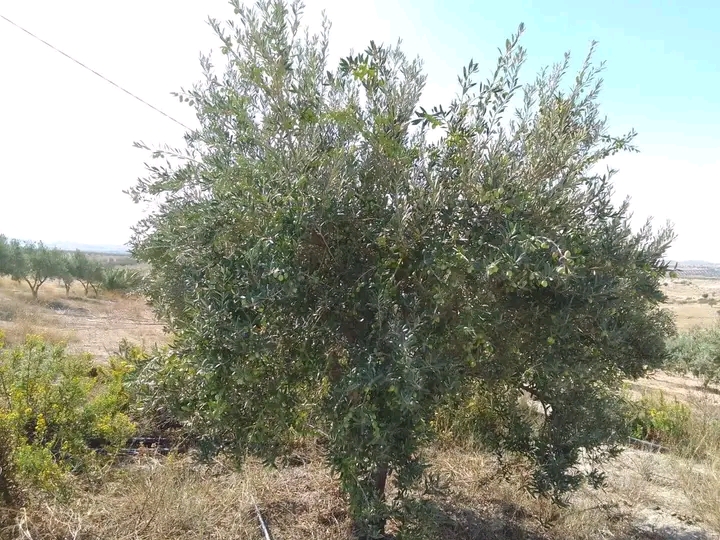 Bir Mcherga Bir Mcherga Terrain Terrain agricole Ferme 32 h avec 4800 olive