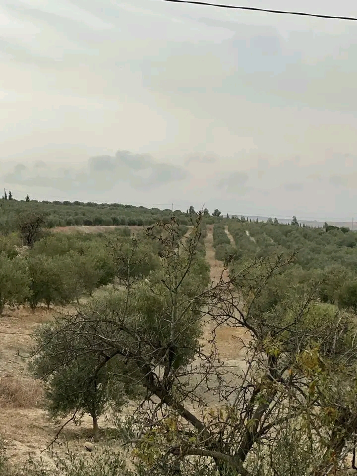 Bir Mcherga Bir Mcherga Terrain Terrain agricole Ferme 32 h avec 4800 olive