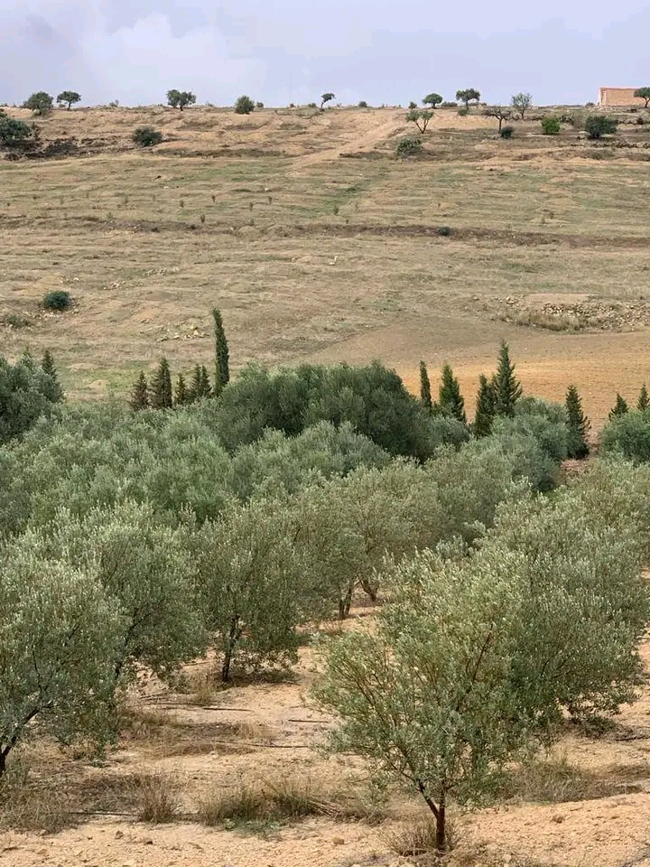 Terrain Terrain agricole