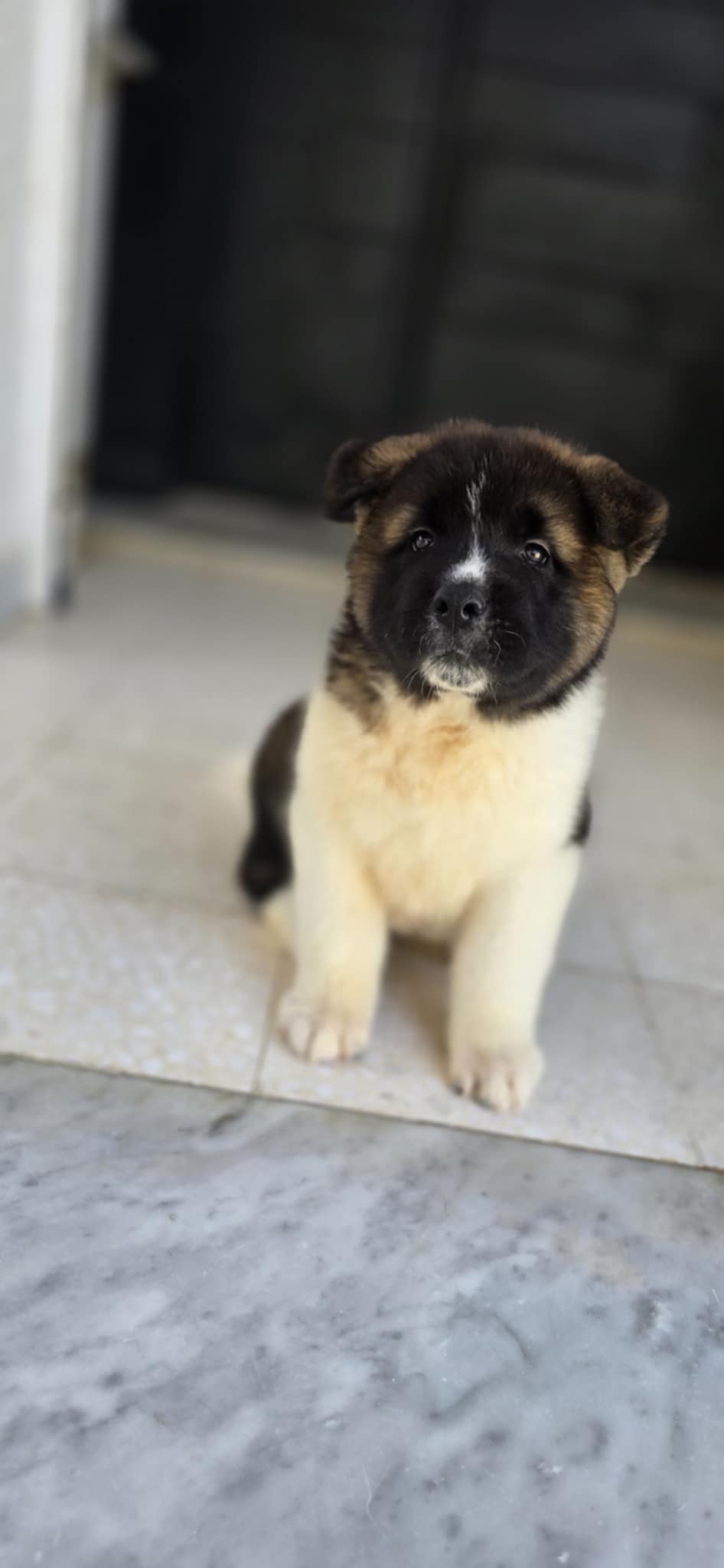 Chiens Autre
