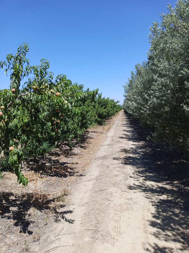 Terrain Terrain agricole