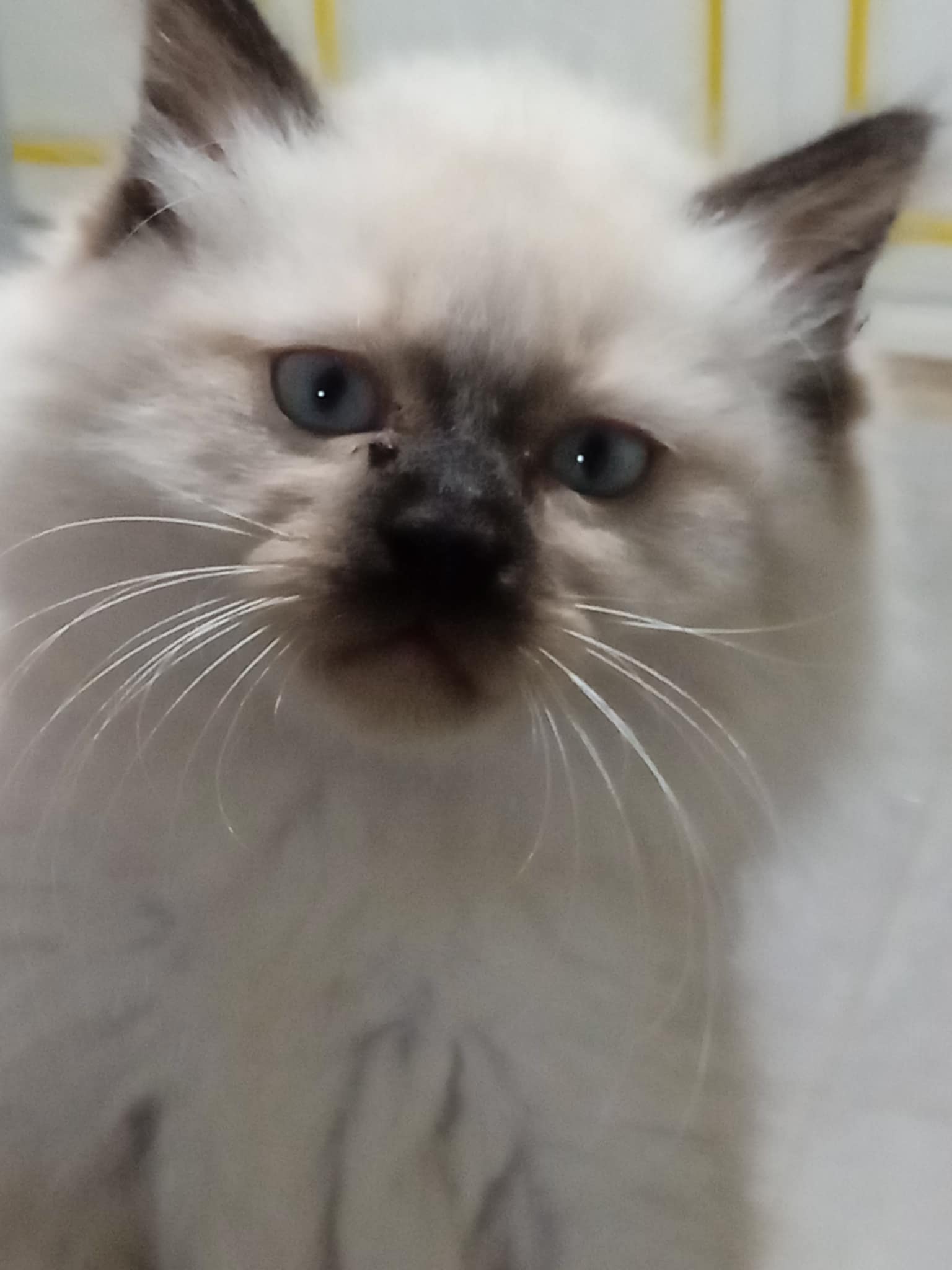 Rades Rades Plage Chats Autre Jolie ragdoll