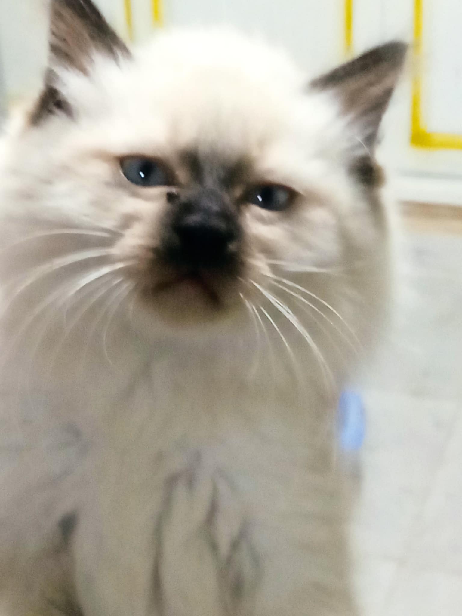 Rades Rades Plage Chats Autre Jolie ragdoll