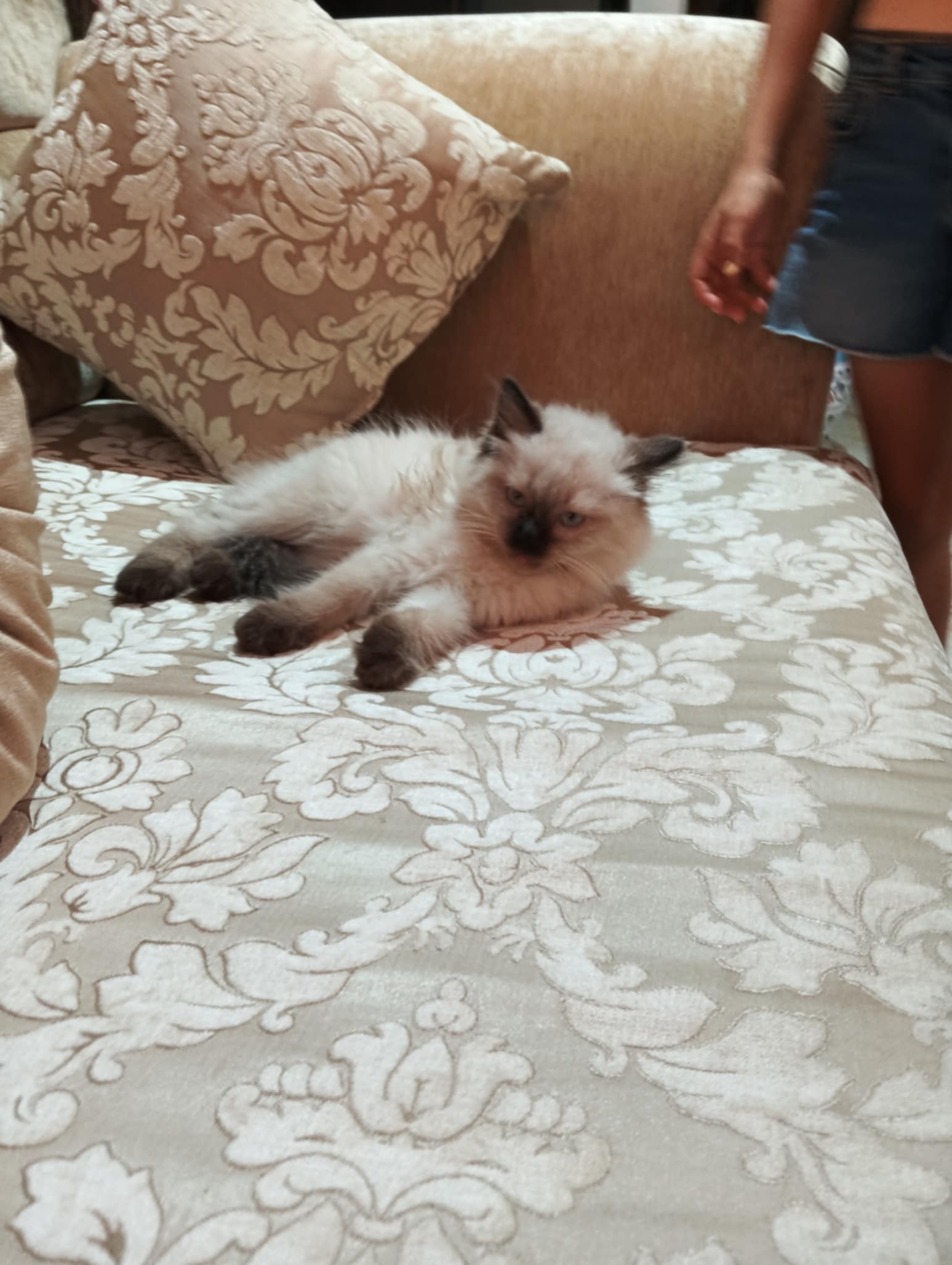 Rades Rades Plage Chats Autre Jolie ragdoll