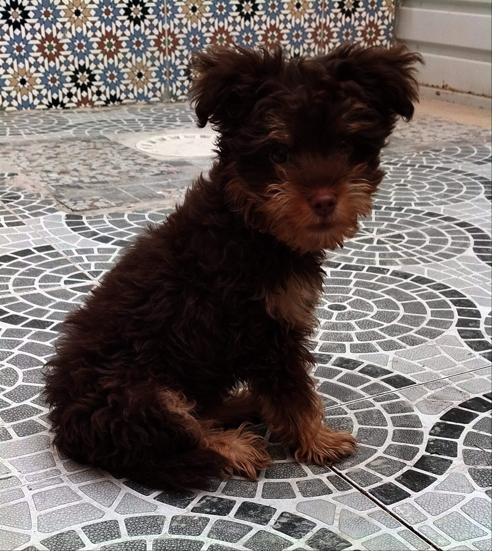 Nouvelle Medina Nouvelle Medina Chiens Autre Chien de race bichon