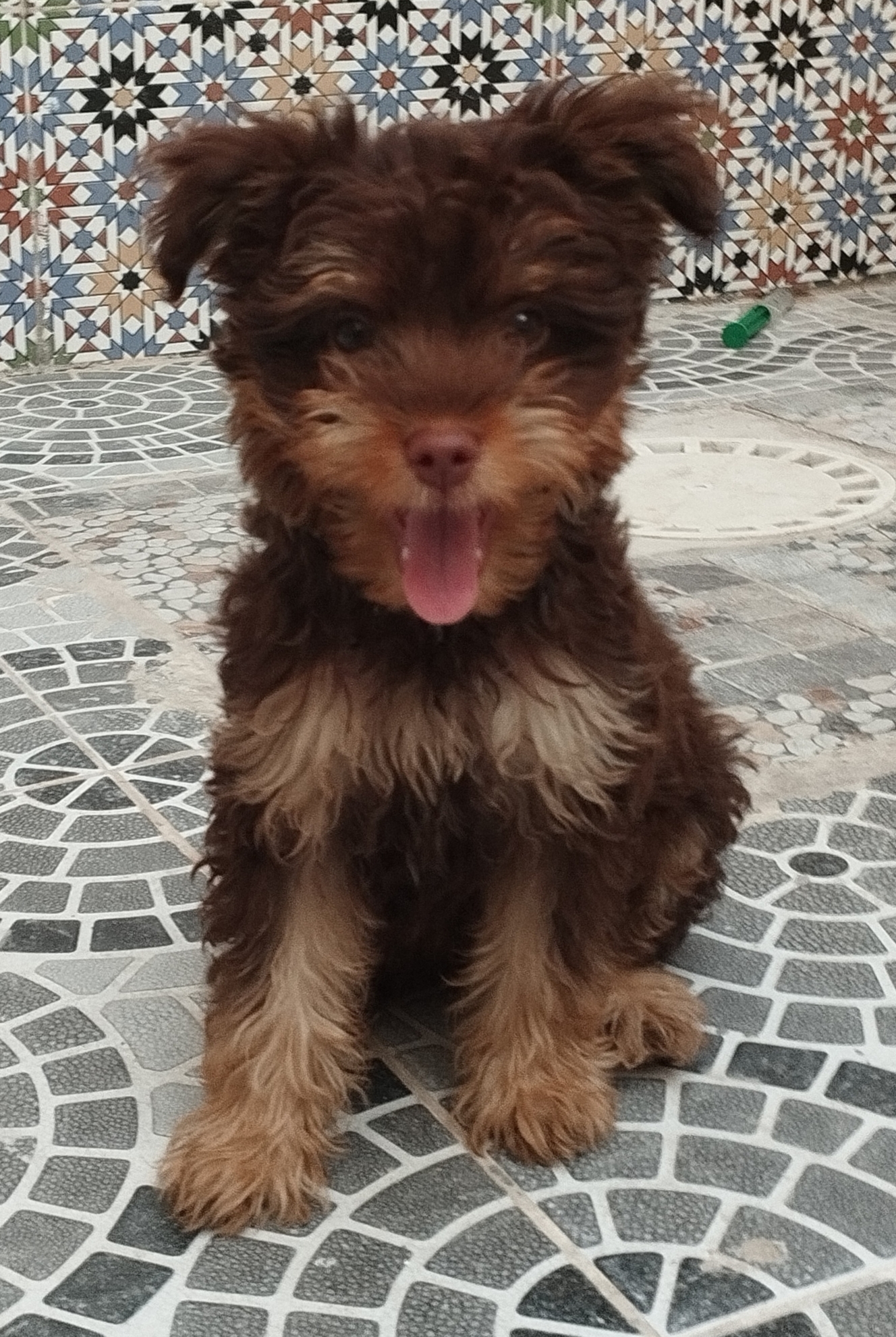 Chiens Autre