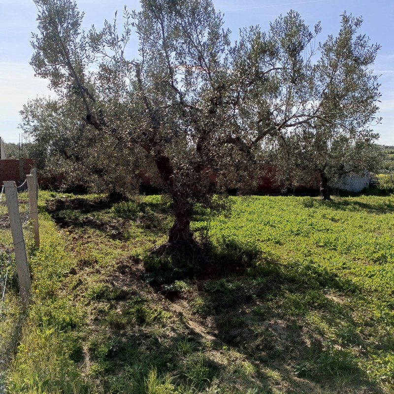 Hammamet&nbsp;Hammamet&nbsp;Terrain&nbsp;Terrain agricole&nbsp;Av terrain 1680m � hammamet sud monchar