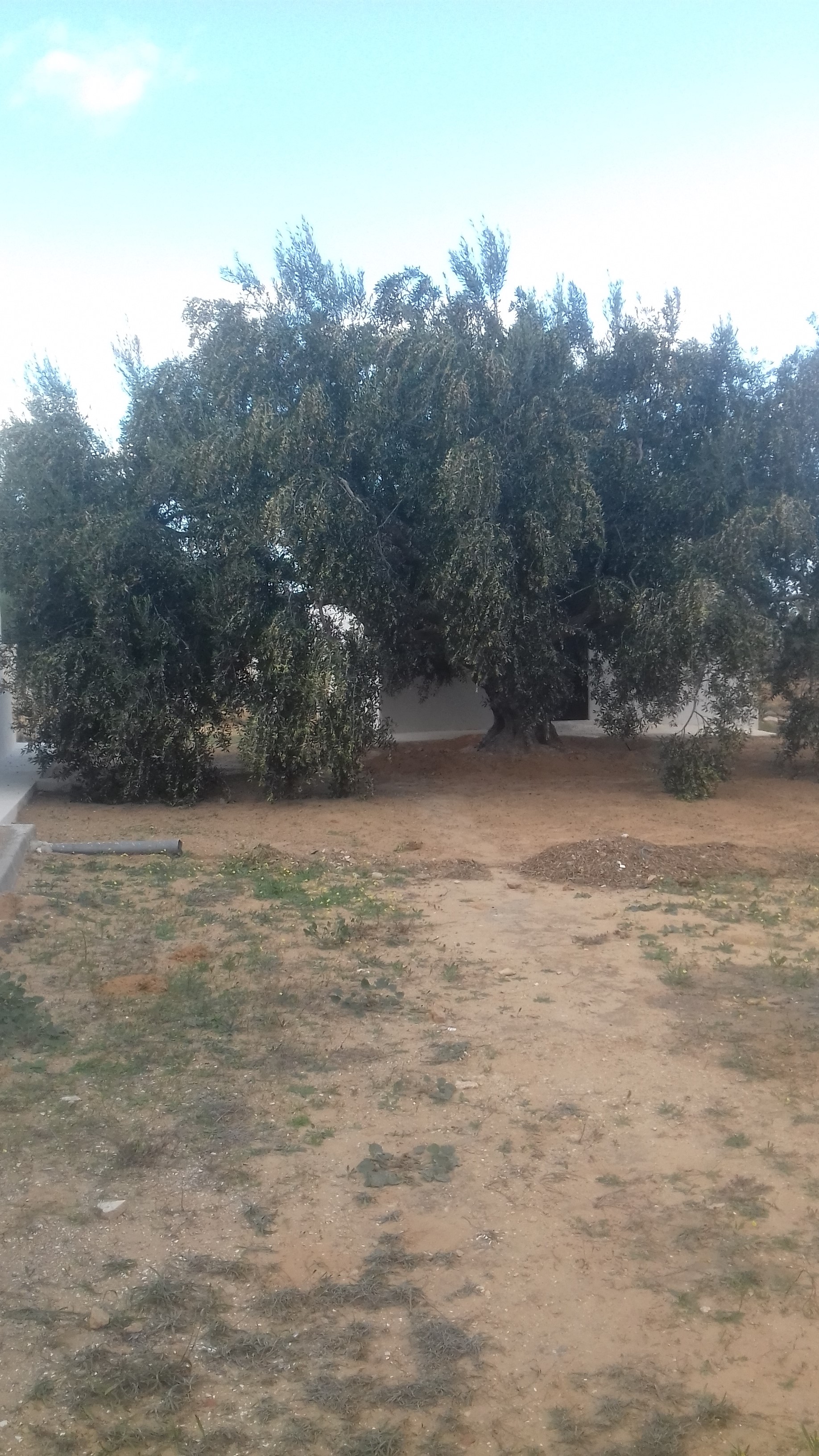 Djerba - Midoun El May Autre Autre Huile d'olive bio de djerba 4175 el may