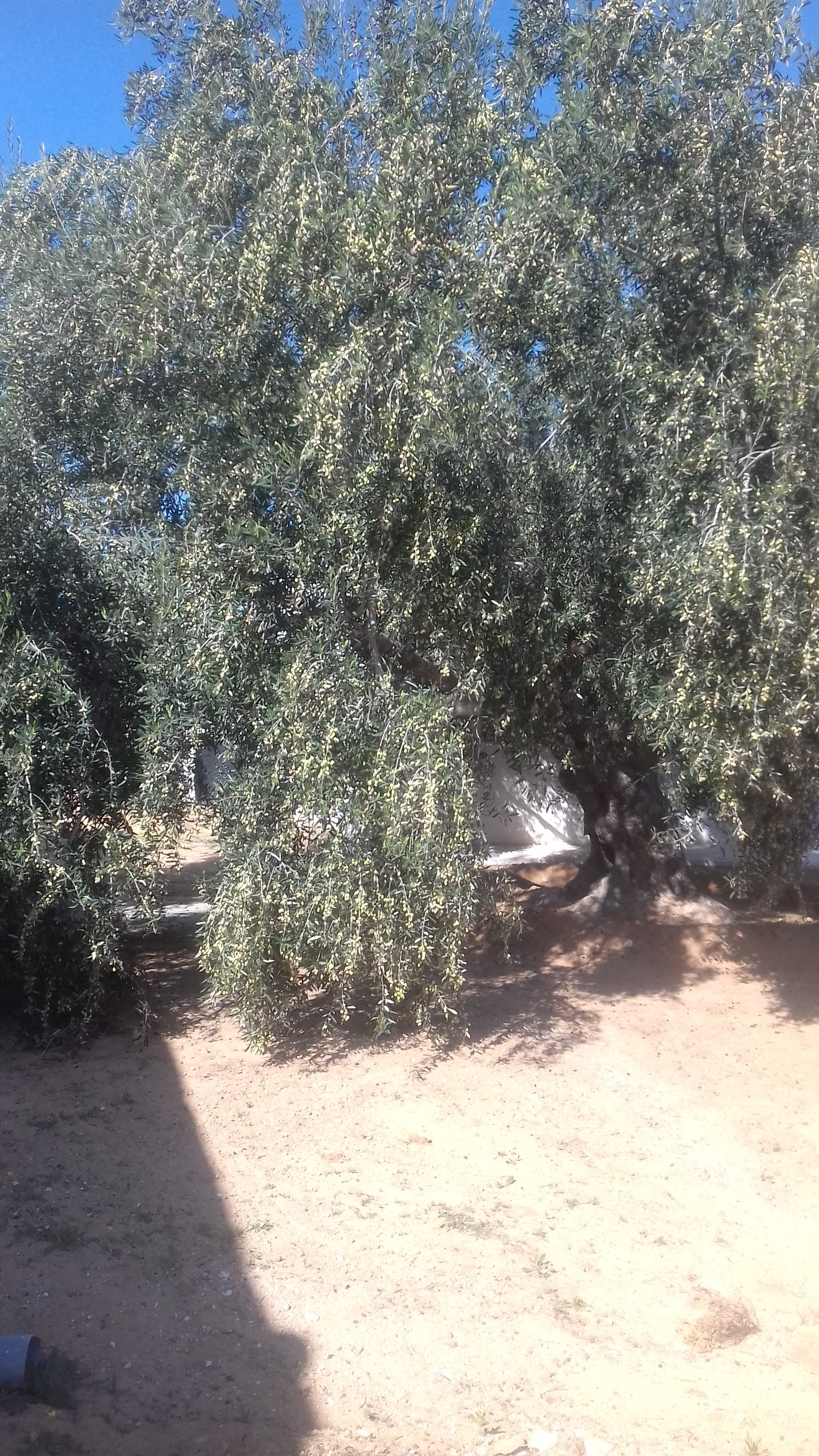 Djerba - Midoun El May Autre Autre Huile d'olive bio de djerba 4175 el may