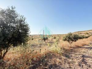 Bir Mcherga Jebel El Oust Vente Surfaces Terrain agricole de 23 hectares  ref229a
