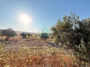 Bir Mcherga Jebel El Oust Vente Surfaces Terrain agricole de 23 hectares  ref229a