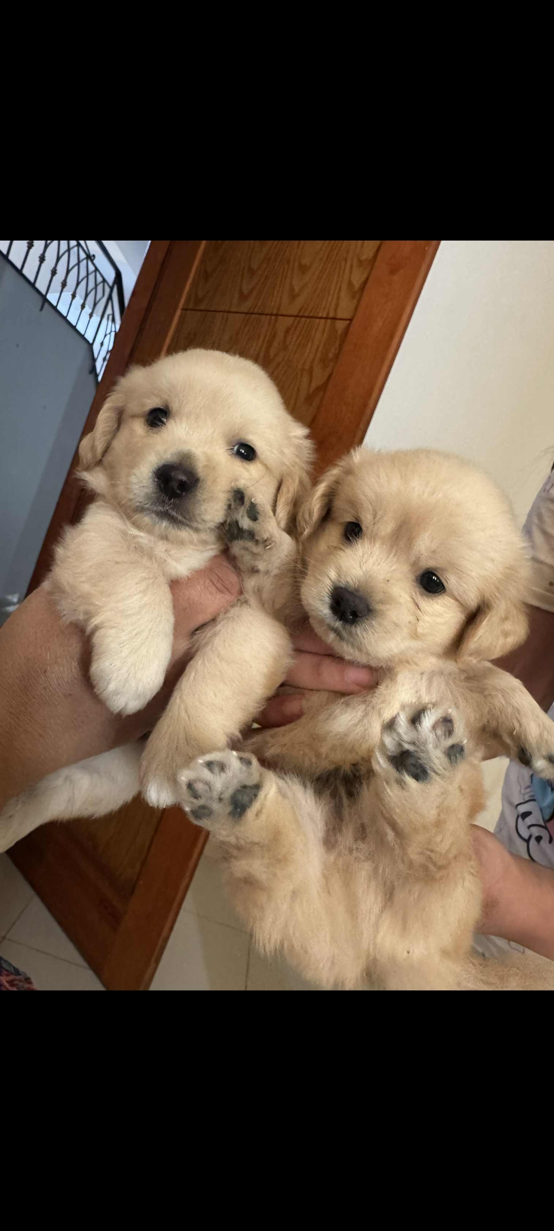 Chiens Autre