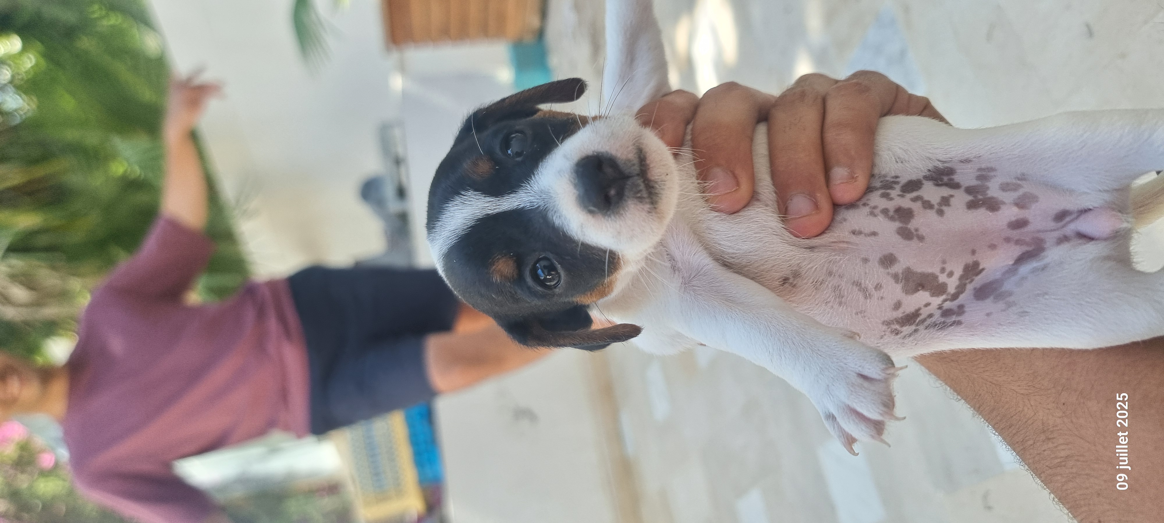 La Marsa Sidi Daoud Chiens Autre Chiot jack russel