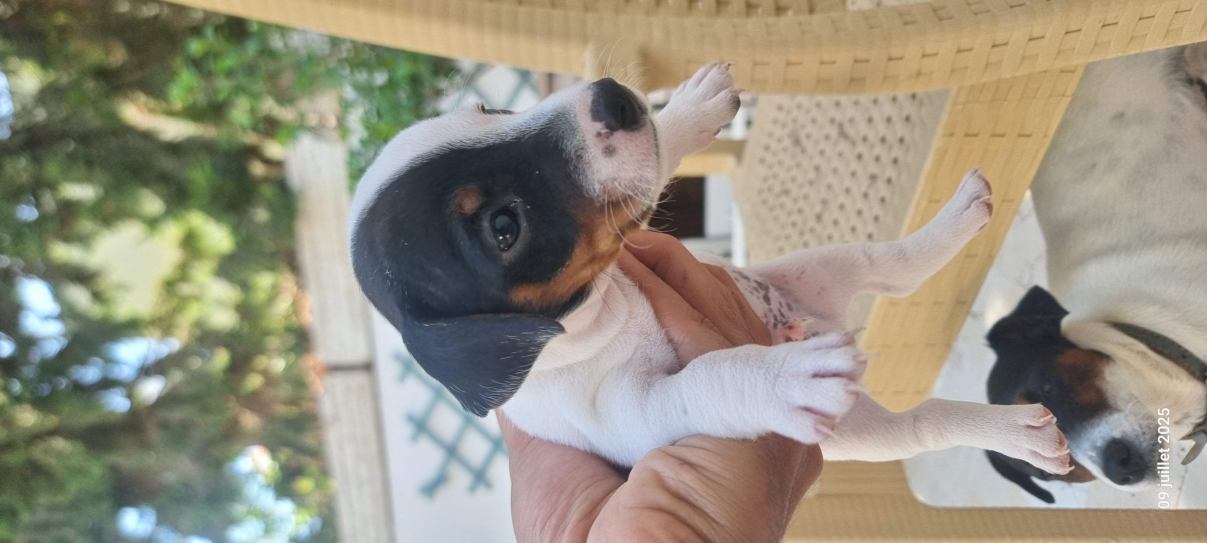La Marsa Sidi Daoud Chiens Autre Chiot jack russel
