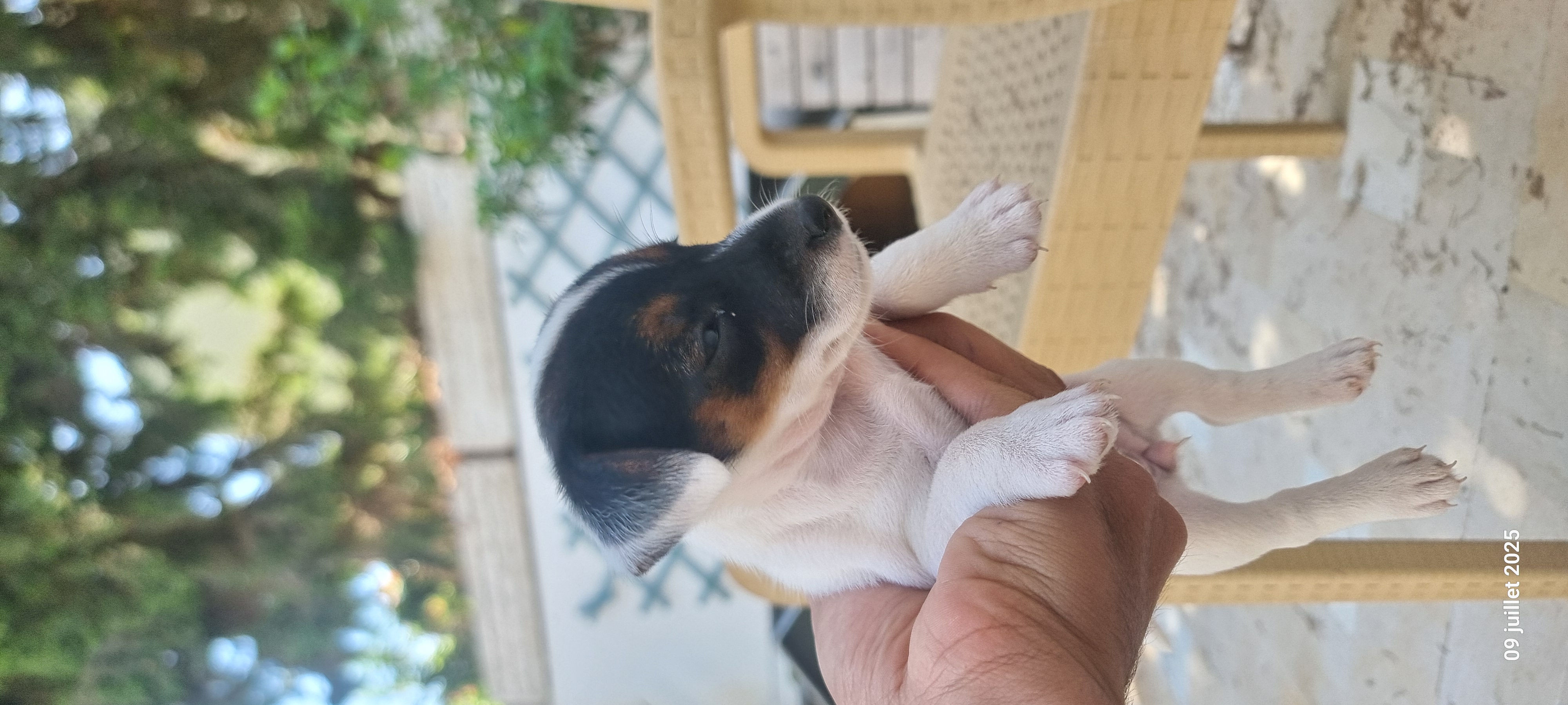 La Marsa Sidi Daoud Chiens Autre Chiot jack russel