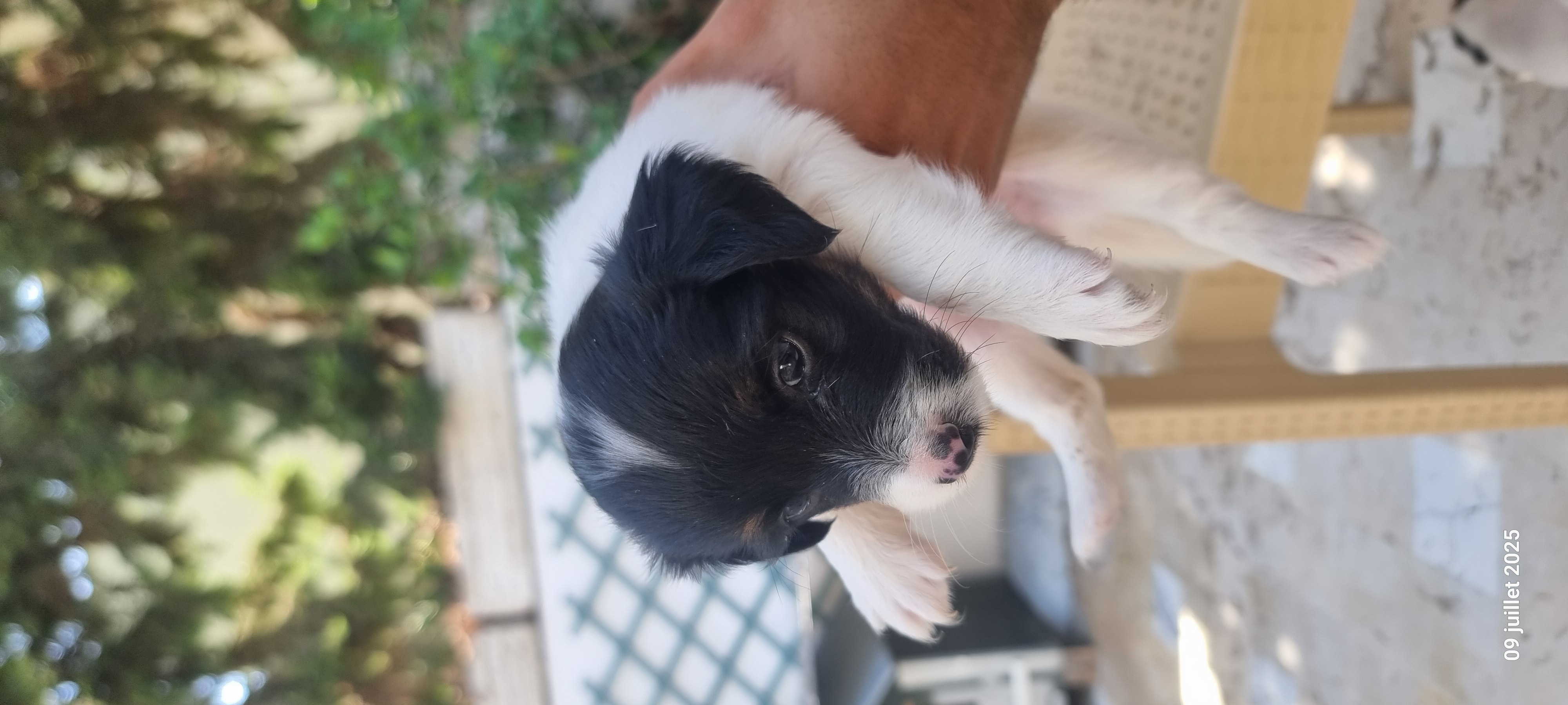 La Marsa Sidi Daoud Chiens Autre Chiot jack russel