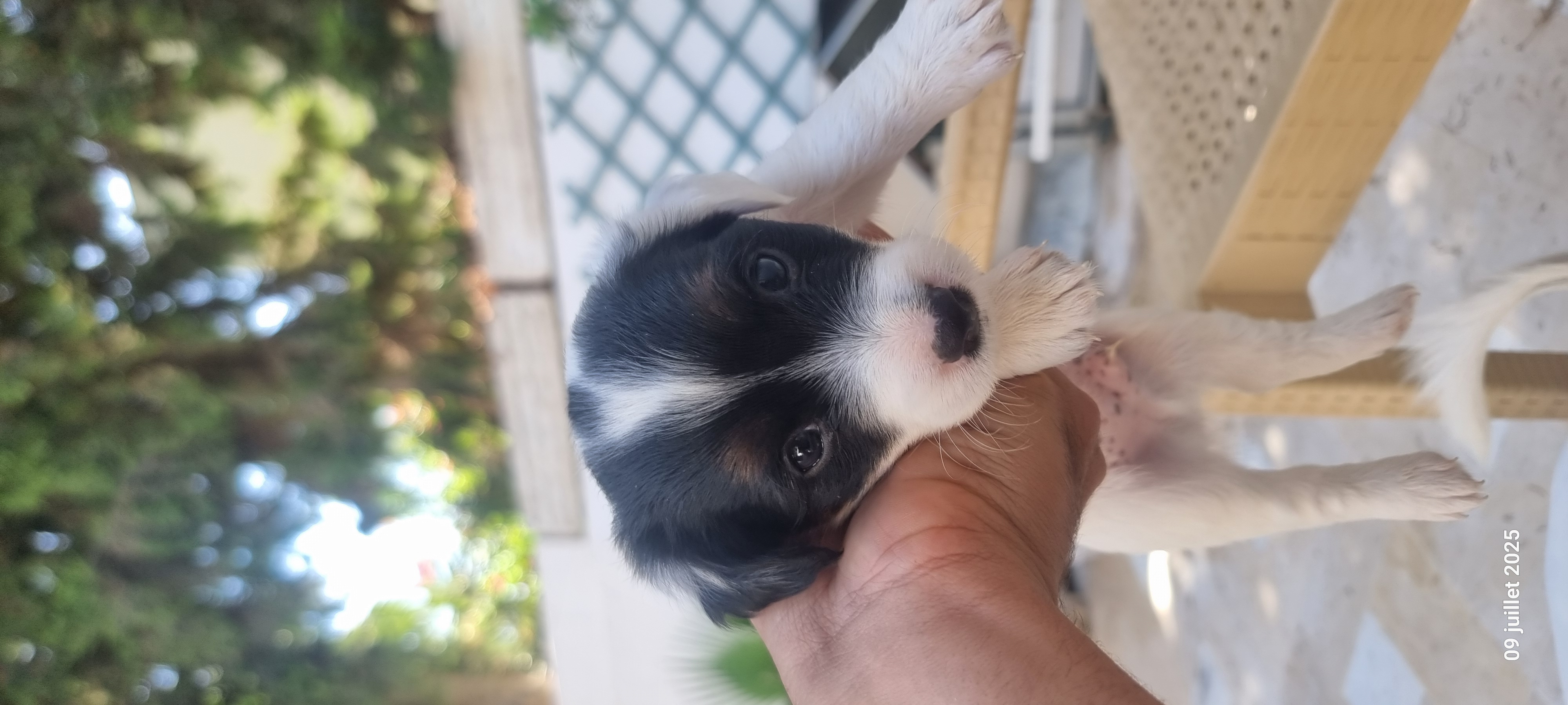 Chiens Autre