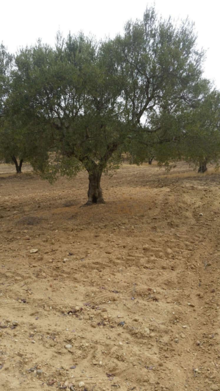 Saouef Saouef Terrain Terrain agricole Ferme 5 hectares